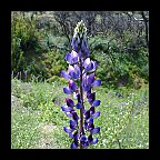 lupinus succulentus - arroyo lupine lupinus succulentus